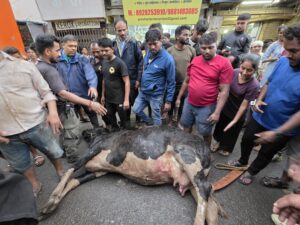 गोमातेची अखेर १० तासानंतर सुटका, अग्निशमन दलाचे प्रयत्न यशस्वी