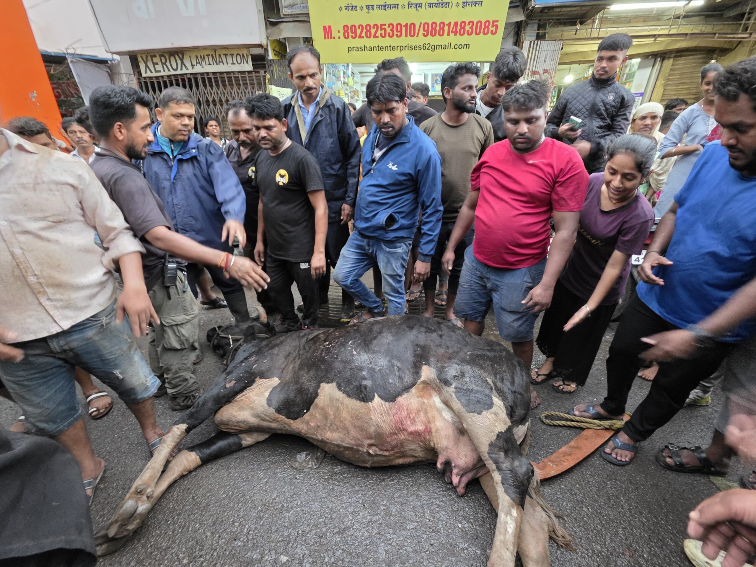 गोमातेची अखेर १० तासानंतर सुटका, अग्निशमन दलाचे प्रयत्न यशस्वी