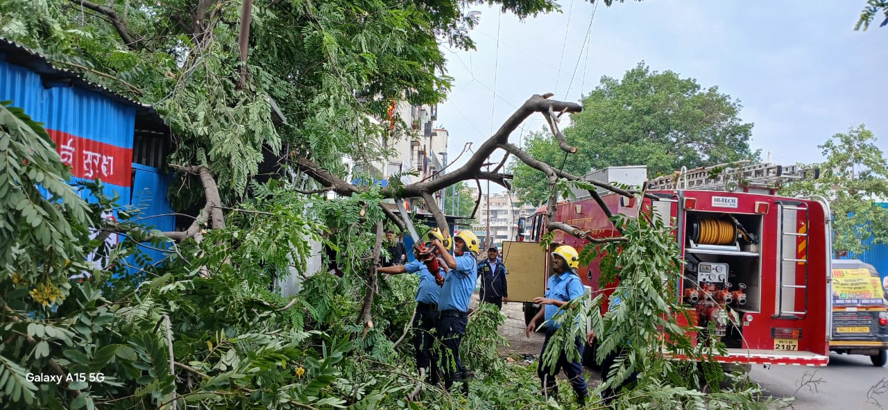 पुण्यात २४ तासात ५४ झाडे कोसळली