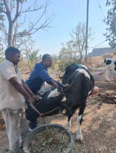 बारामती तालुक्यात अडीच लाखाहून अधिक जनावरांचे मान्सूनपूर्व लसीकरण पूर्ण