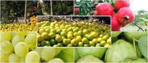 पुनर्रचित हवामानावर आधारीत फळपिक विमा योजनेची अमलबजावणी...