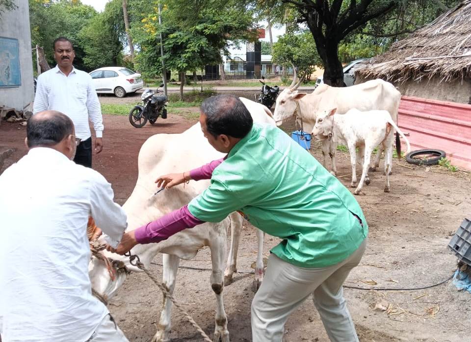 पशुसंवर्धन विभागाच्यावतीते प्रतिबंधात्मक उपाययोजना; ९४ हजाराहून अधिक जनावरांचे लसीकरण