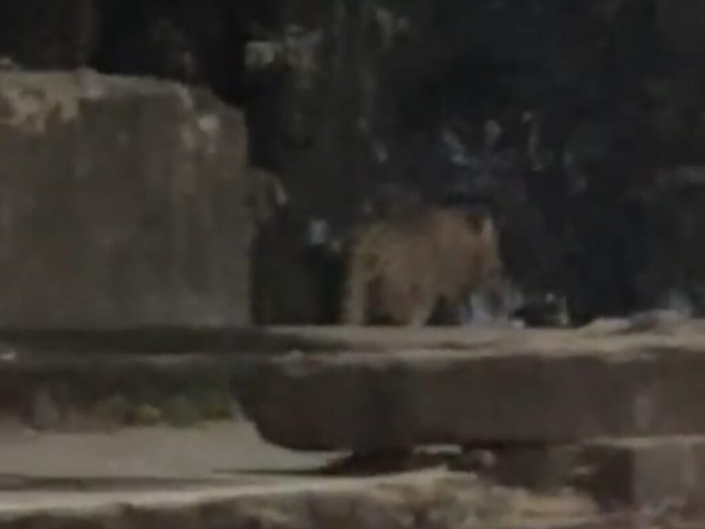 एनडीएन पाषाण रस्त्यावर बिबट्या आढळला ? व्हिडिओ व्हायरल