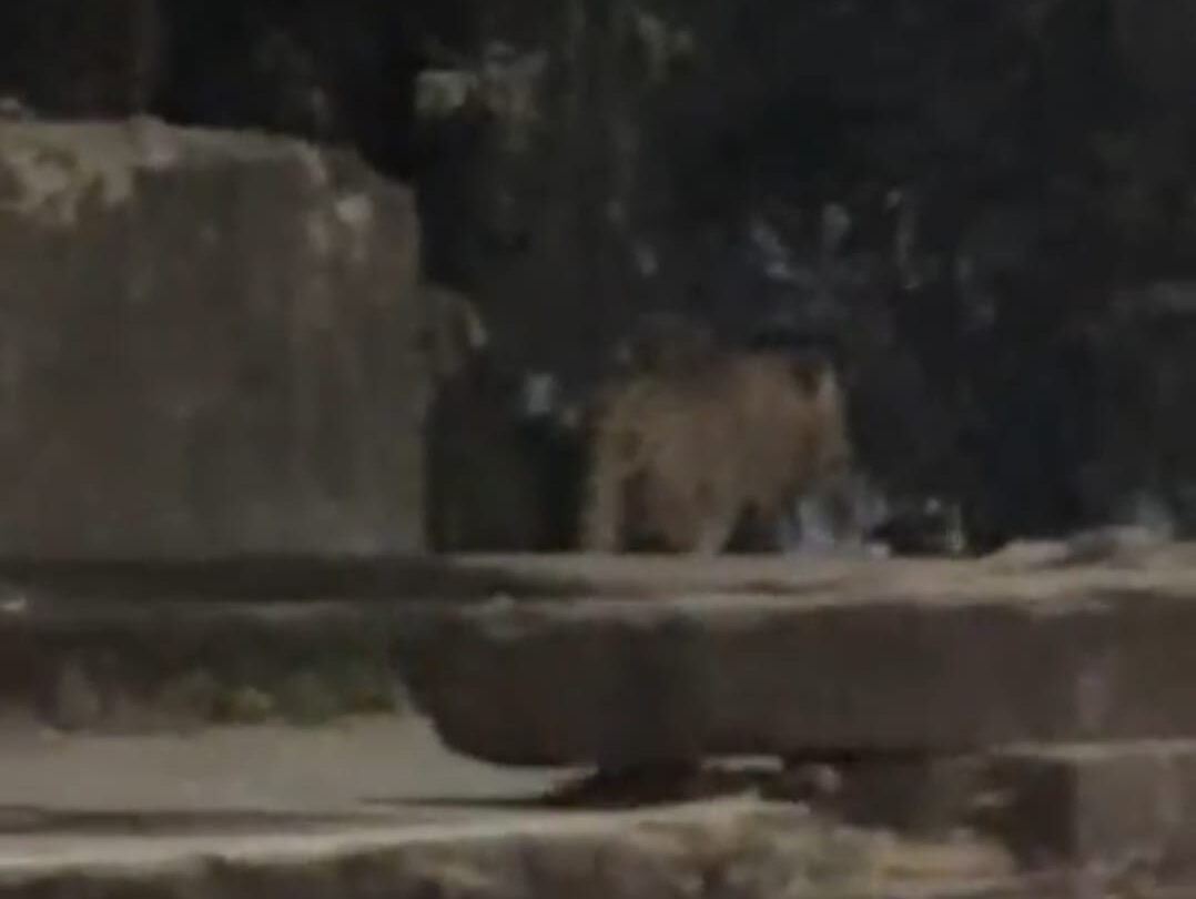 एनडीएन पाषाण रस्त्यावर बिबट्या आढळला ? व्हिडिओ व्हायरल