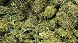 हळदीच्या पाकिटात गांजा लपवून विक्री