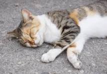 वाहनाच्या धडकेत मांजराच्या पिलाचा मृत्यू