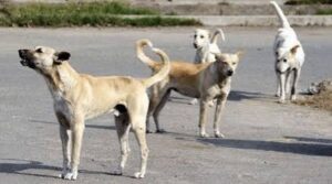 Sadashiv Peth Dog Death : मारहाण केल्याने श्वानाचा मृत्यू