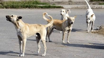 Sadashiv Peth Dog Death : मारहाण केल्याने श्वानाचा मृत्यू