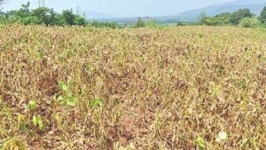 Baramati Crop Panchnama