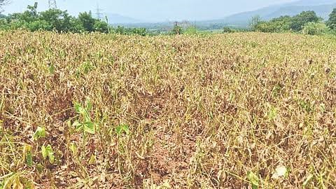 Baramati Crop Panchnama